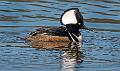 Kirms Photography Hooded Merganser-3